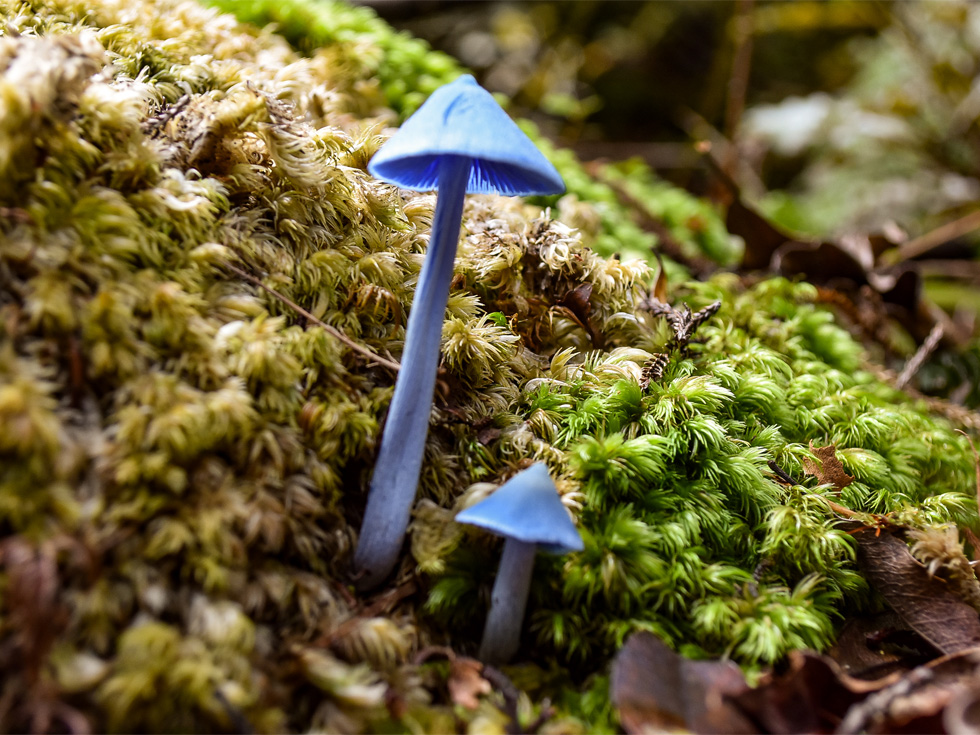 Blue-Mushroom-Lake-Mapourika-Franz-Josef Blue Mushroom on Lake Mapourika's kayak track