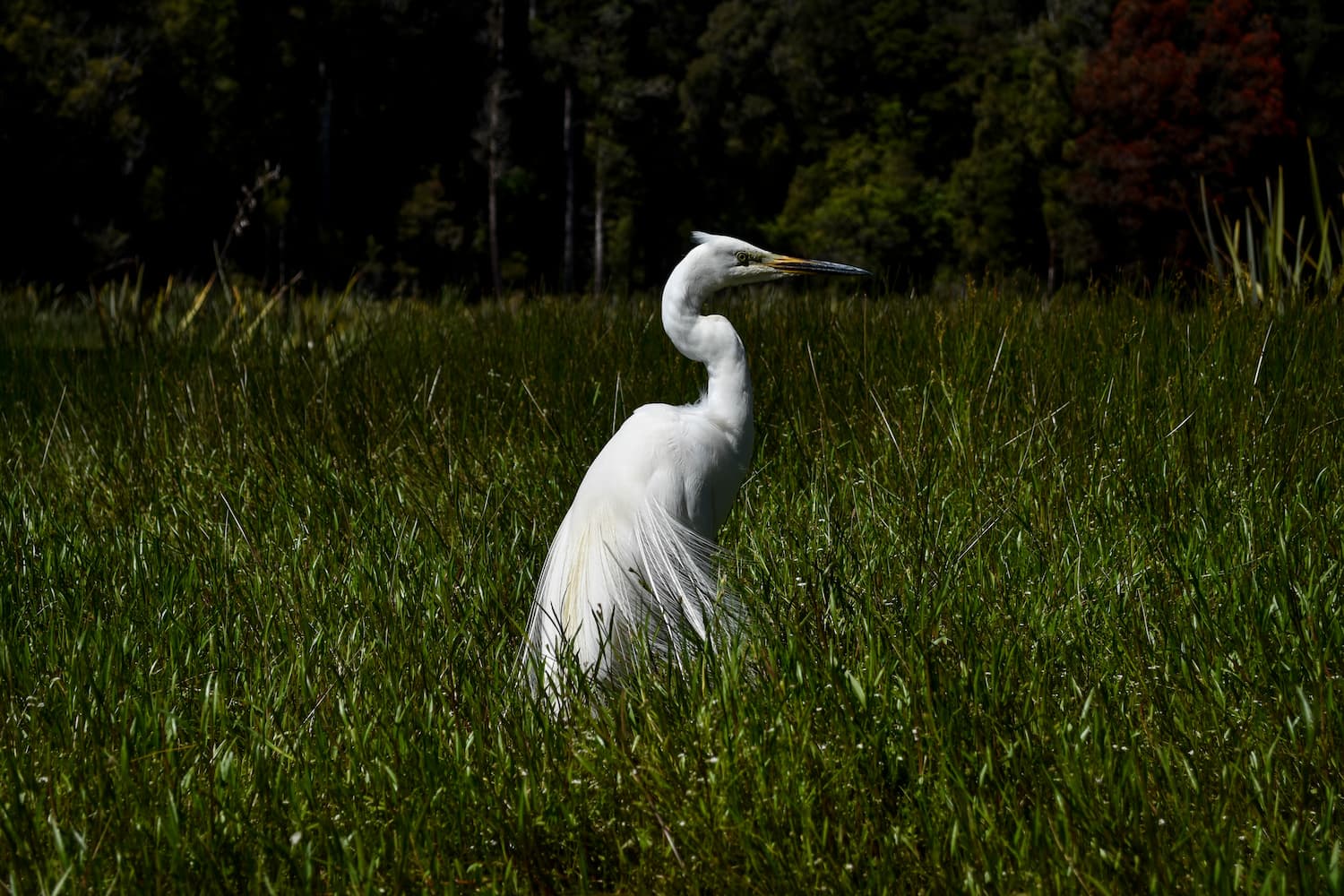 White Heron (Kotuku) on Lake Mapourika